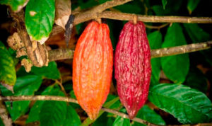 Los agricultores de cacao atentos para el tratamiento de la enfermedad de la monilia